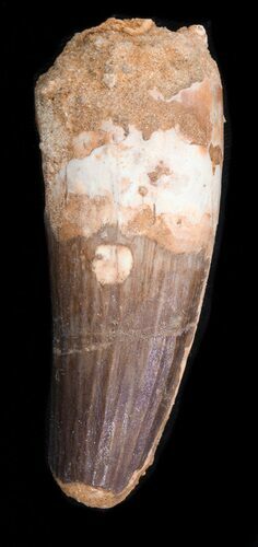 Robust, Spinosaurus Tooth - Large Tooth #40325